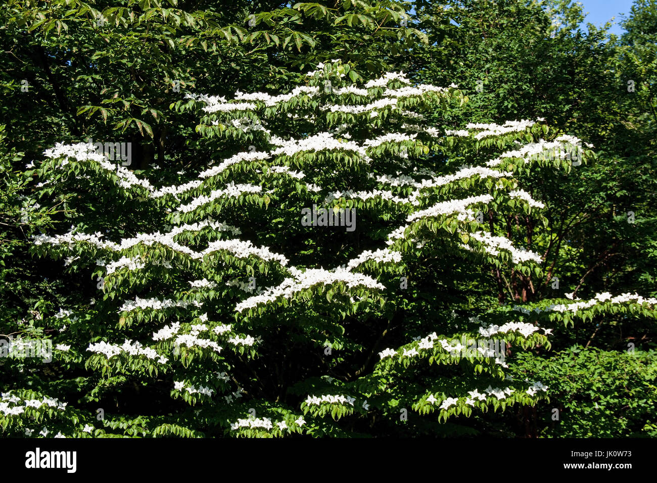 East Asian flower dogwood more fully of white high-level sheets than false blossom, ostasiatischer blumenhartriegel voller weisser hochblaetter als sc Stock Photo