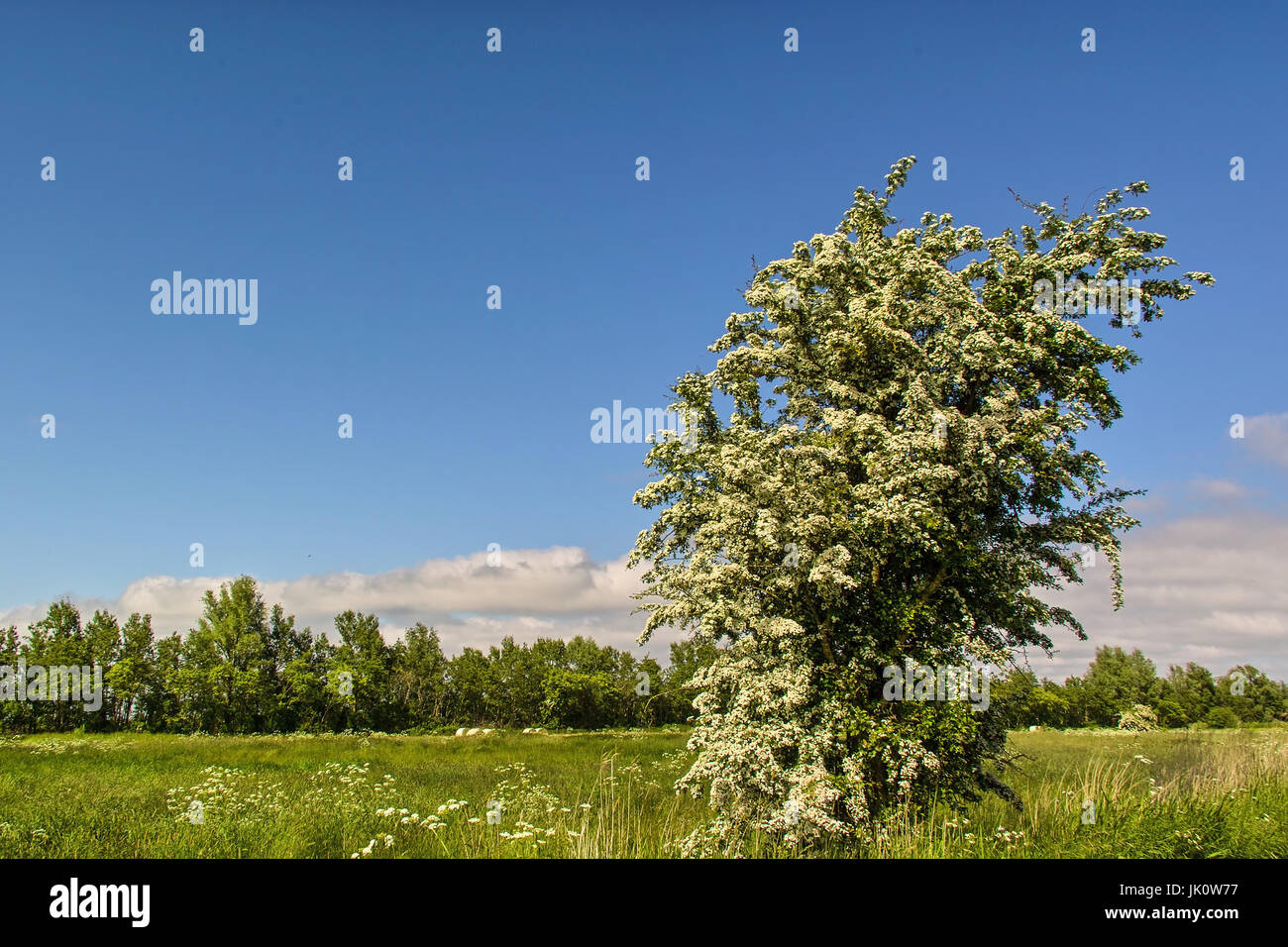 ppig blossoming whitethorn between pointed and graze, ppig bluehender weissdorn zwischen wiesen und weiden Stock Photo