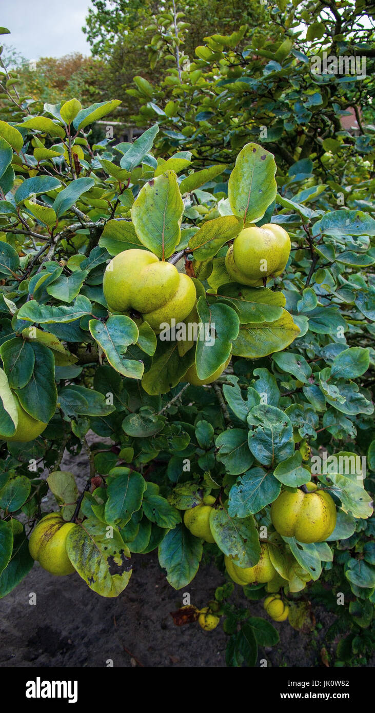 apple-shaped fruits quits in the branch, apfelfoermige fruechte einer quitte am zweig Stock Photo