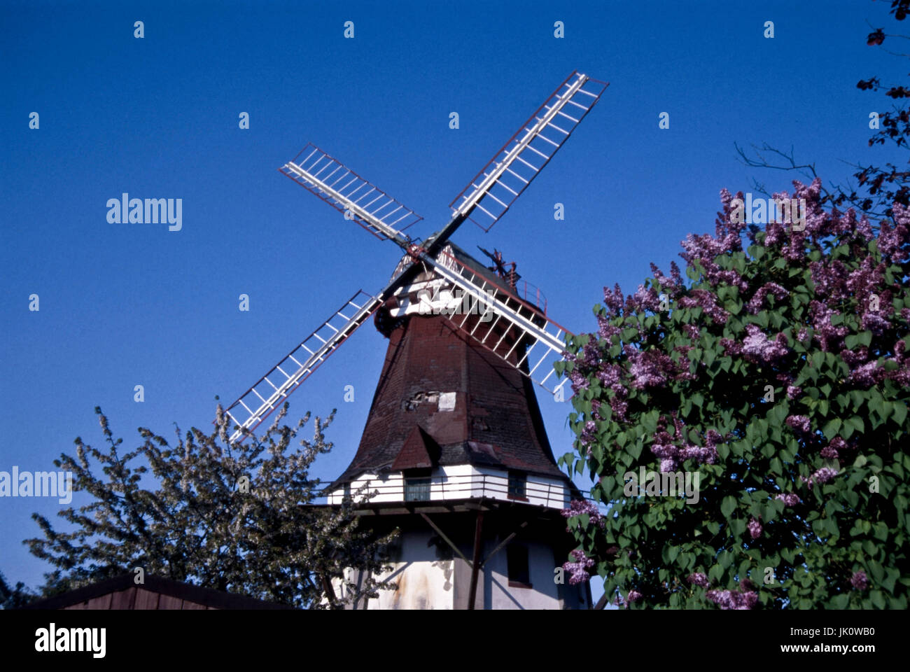old, easily damaged windmill and young, blossoming lilac. old windmill and young lilac., alte, leicht ramponierte windmuehle und junger, bluehender fl Stock Photo