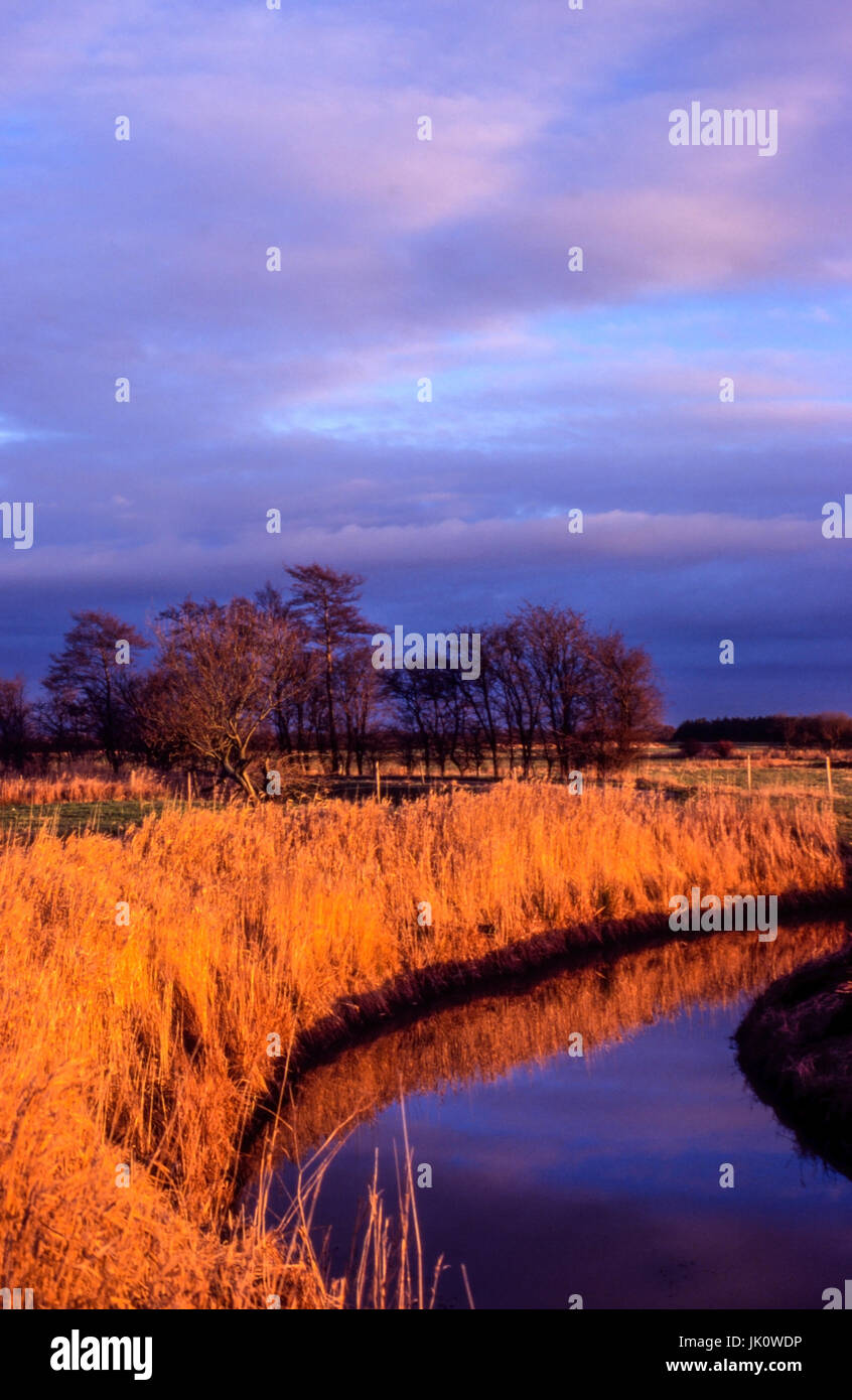 from wintry evening sun illuminated reed-covered water jump in East Friesland, von winterlicher abendsonne beleuchteter schilfbewachsener wassergraben Stock Photo