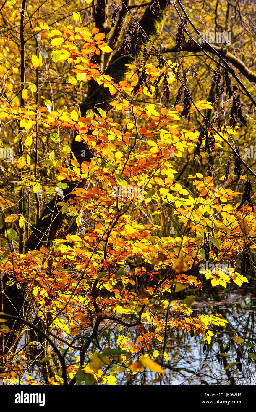 young beech shrub in autumn-coloured, junger buchenstrauch in herbstfarben Stock Photo