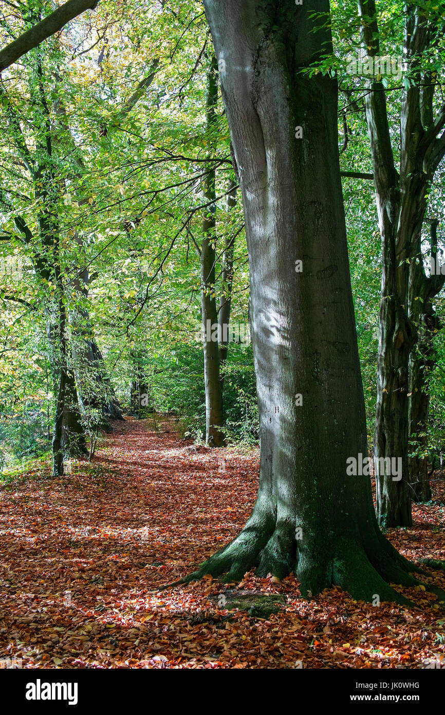 away through autumnally bright Buchenhain, weg durch herbstlich hellen buchenhain Stock Photo