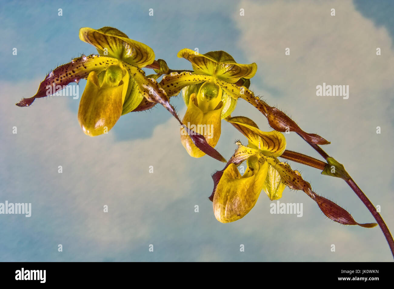 branch of a frauenschuh orchid with three blossoms before blue sky with white clouds, zweig einer frauenschuh-orchidee mit drei blueten vor blauem him Stock Photo