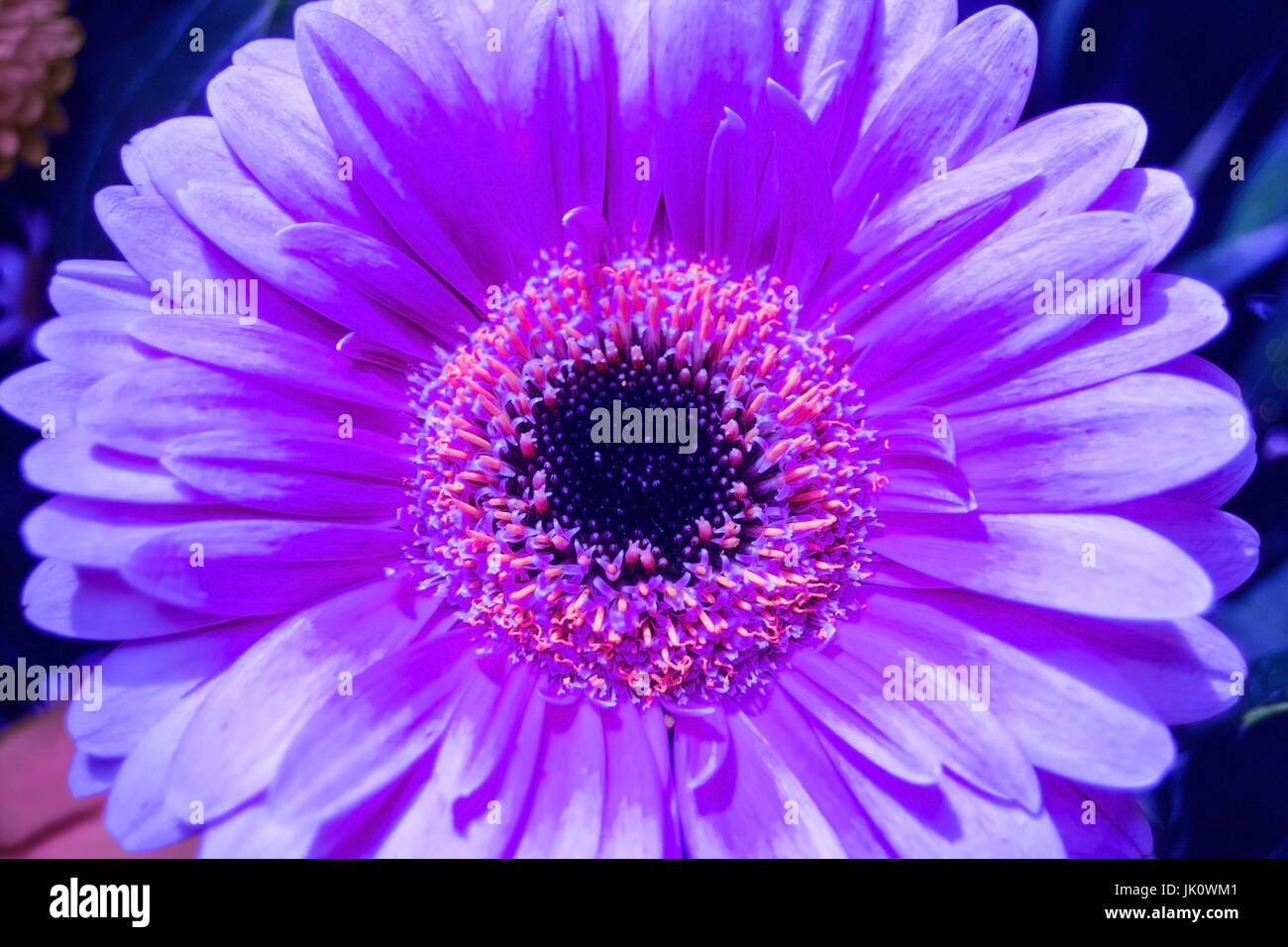 centre of a lilagetoenten gerbera blossom, zentrum einer lilagetoenten gerberabluete Stock Photo