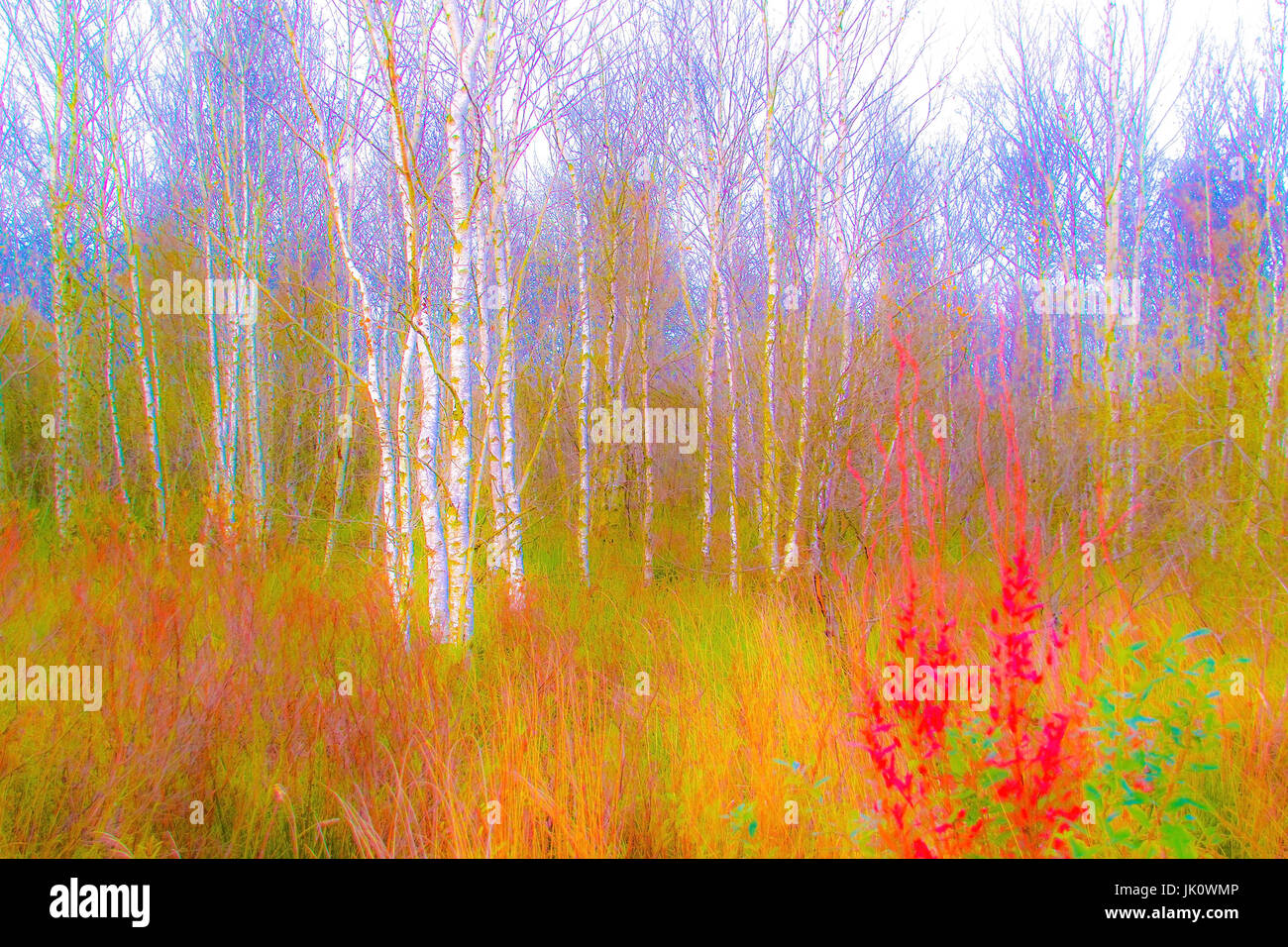 autumnal birch grove, graphically makes unfamiliar, herbstliches birkenwaeldchen, graphisch verfremdet Stock Photo