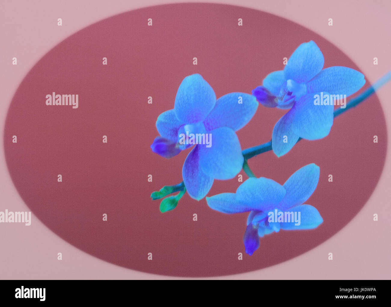 Ovally Stock Photos Ovally Stock Images Alamy