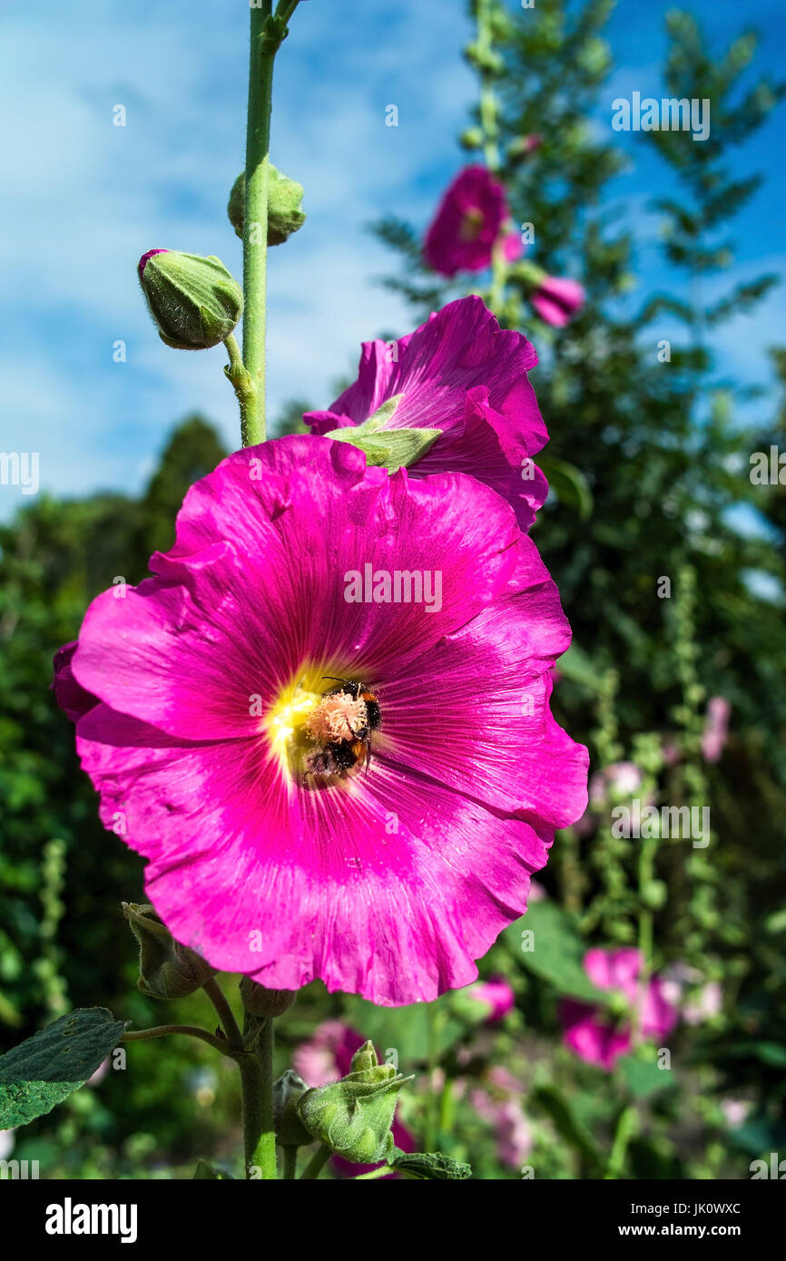 inflorescence of a bright-magenta-coloured floor rose with bumblebee's visit, bluetenstand einer hell-purpurfarbenen stockrose mit hummelbesuch Stock Photo