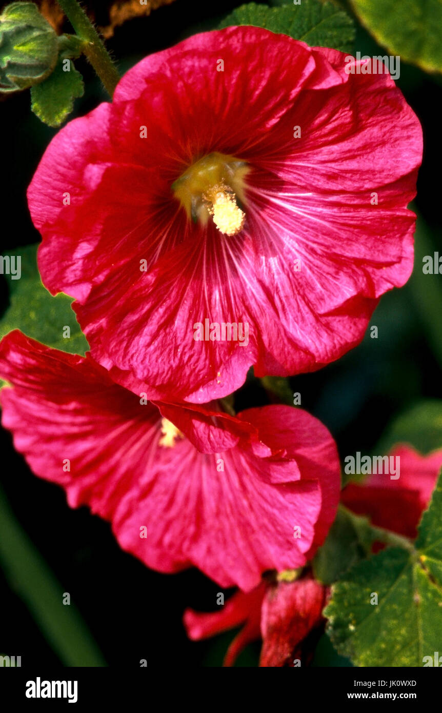 luminous-red blossom of the floor rose. bright red hollyhock., leuchtendrote bluete der stockrose. bright red hollyhock. Stock Photo