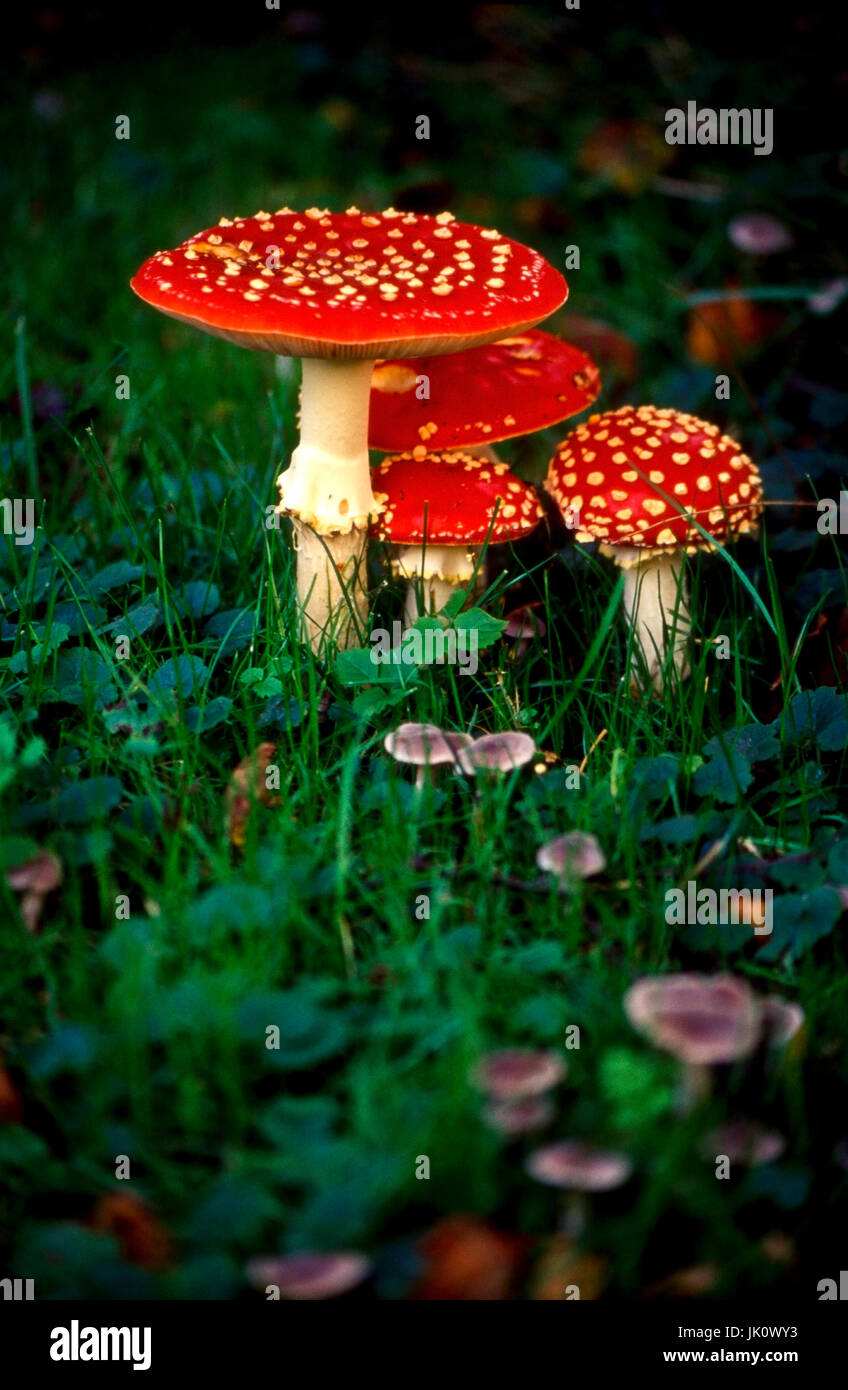 fly agaric-trenches in humid one graze. fly agarics., fliegenpilz-gruppe in feuchtem gras. fly agarics. Stock Photo