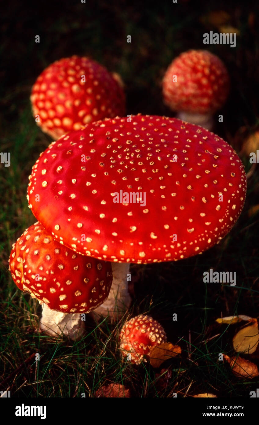 trench from fly agarics in the supervision. group of toadstools., gruppe von fliegenpilzen in der aufsicht. group of toadstools. Stock Photo