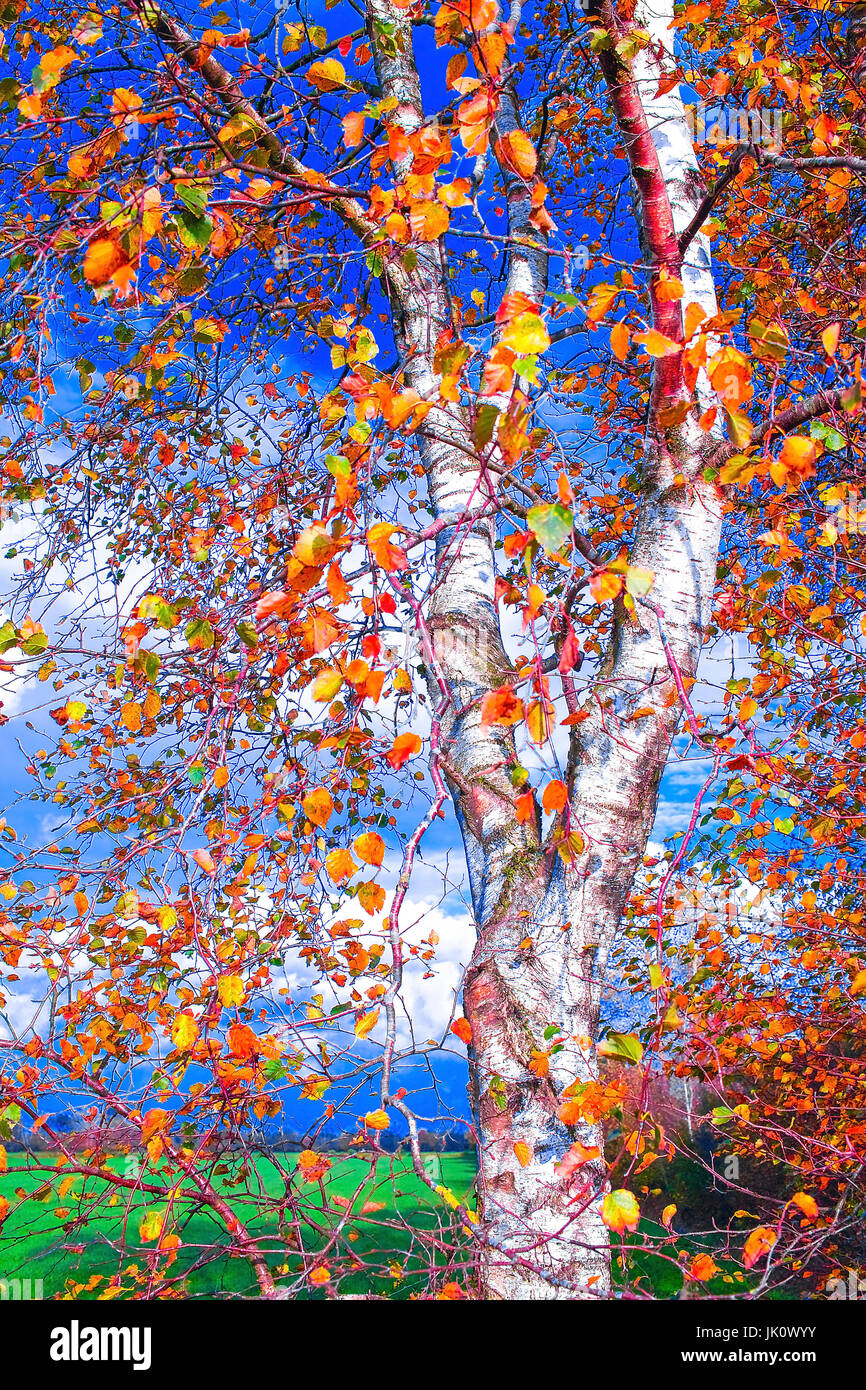 'weissberindeter birch trunk with coloured autumn foliage; makes unfamiliar', weissberindeter birkenstamm mit buntem herbstlaub; verfremdet Stock Photo