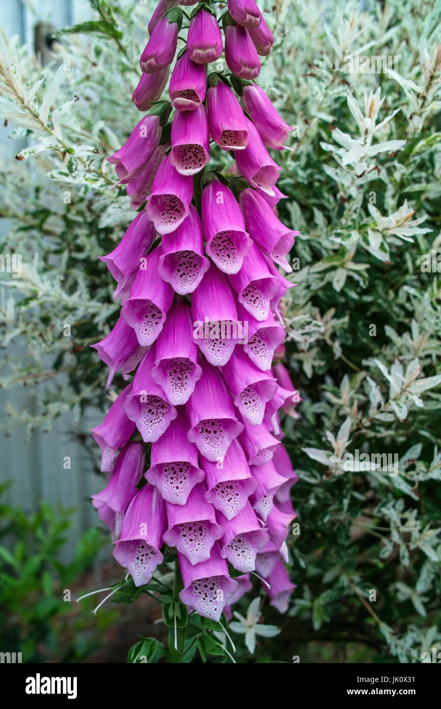 inflorescence of the red thimble, bluetenstand des roten fingerhuts Stock Photo