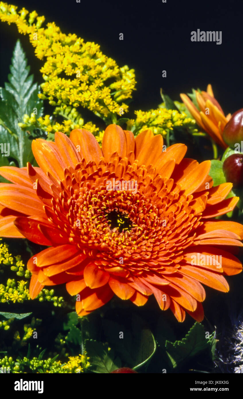 cut out of a bouquet from orange gerberas and golden rhombs. detail of a flower bouquet, consisting of gerbera and solidago., ausschnitt aus einem blu Stock Photo