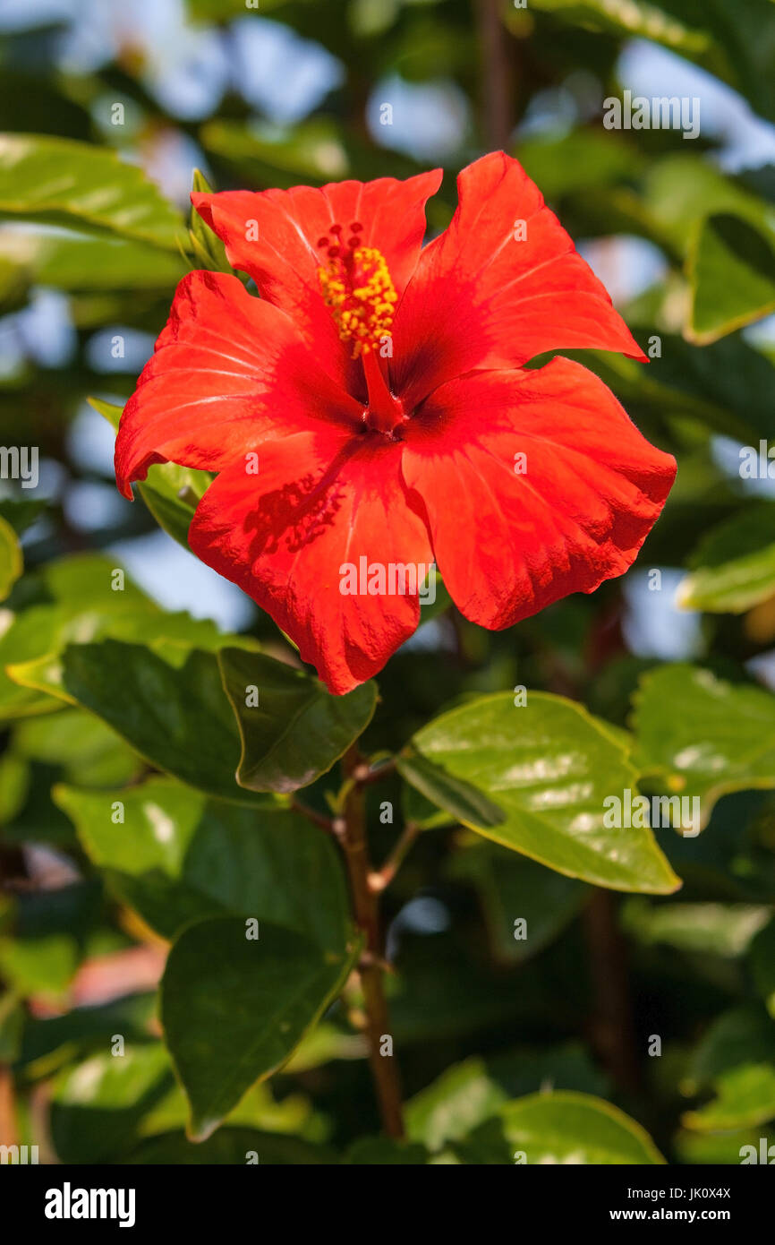 fully blossomed more red hibiscus, voll erbluehter roter hibiscus Stock