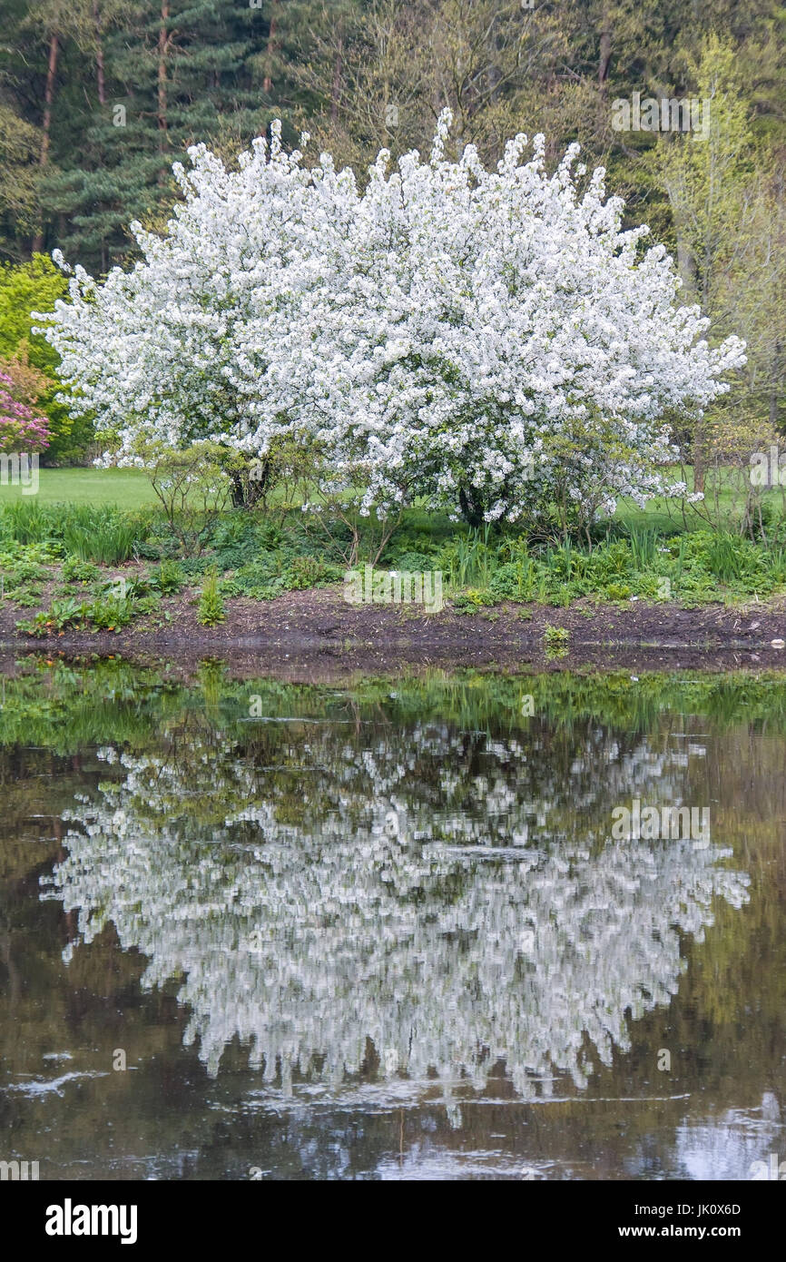 know blossoming cherry trees are reflected in the water, weiss bluehende kirschbaeume spiegeln sich im wasser Stock Photo