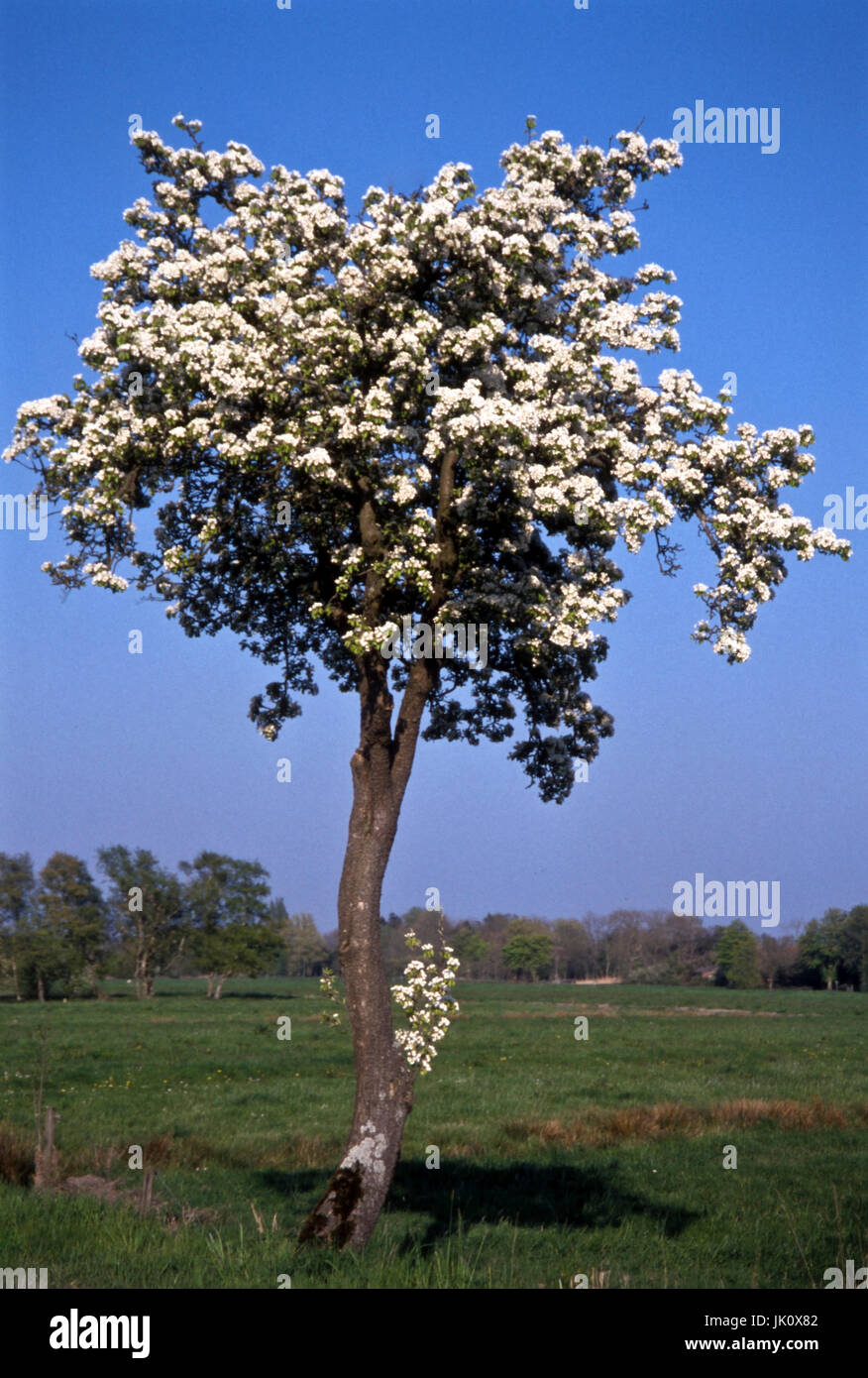 pear tree in full blossom on free field. pear-tree in full blossom in a meadow., birnbaum in voller bluete auf freiem feld. pear-tree in full blossom  Stock Photo