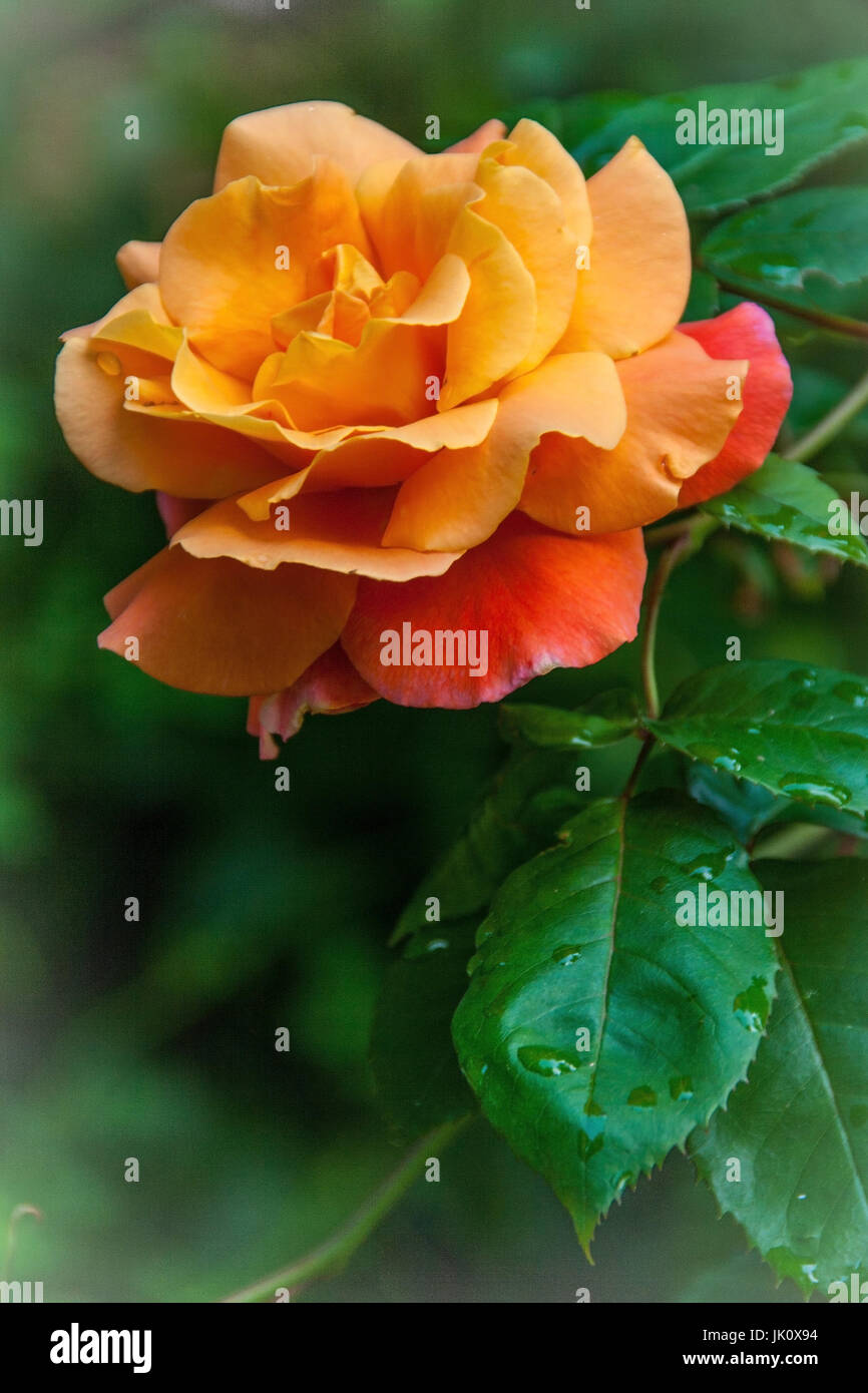 carroty rose with raindrop on her foliage, orangerote rose mit regentropfen auf ihrem laub Stock Photo