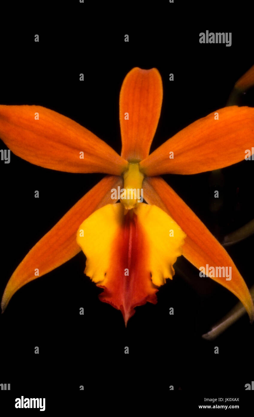 'orange coloured laelia hybrid with yellow and red lip; dark background. orange laelia hybrid with yellow and red labellum; dark baking drop.', orange Stock Photo