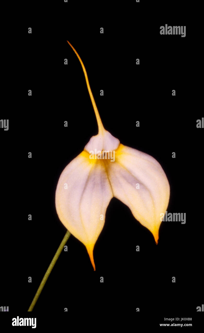 'white masdevallia orchid with yellow marks; dark background. whitish masdevallia-orchid with yellow markings; dark baking drop.', weisse masdevallia  Stock Photo