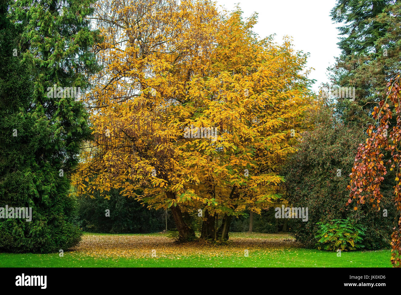 autumnally leafy park trees, framed by evergreen ones, herbstlich belaubte parkbaeume, eingerahmt von immergruenen Stock Photo