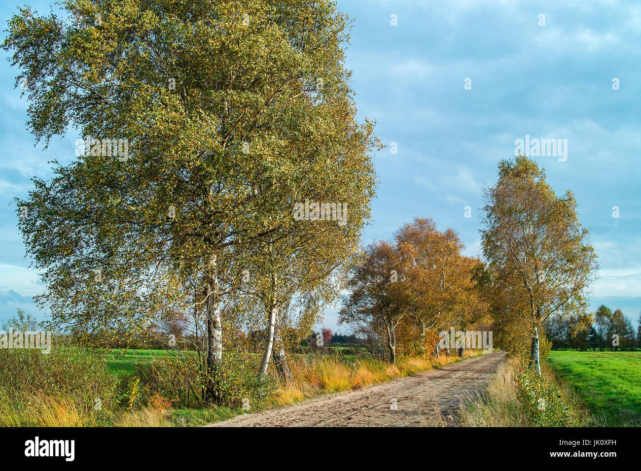with moor birches passed sandy path in the moor at autumn beginning, mit moorbirken bestandener sandweg im moor zu herbstbeginn Stock Photo