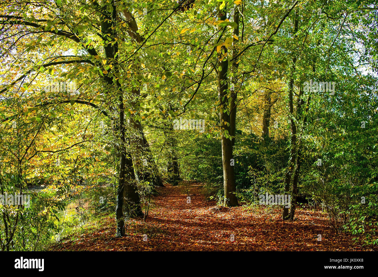 more autumnally away under book with faithfully to foliage, herbstlicher weg unter buchen mit laubstreu Stock Photo