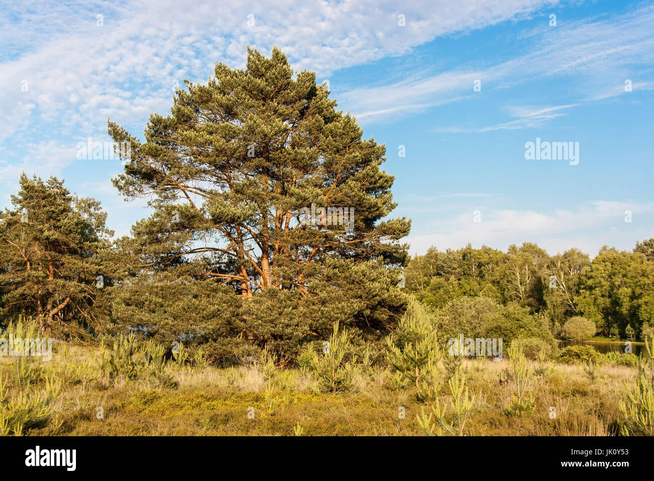 moor scenery with typical pine growth and trend to verbuschung from beweidungsmangel, heidelandschaft mit typischem kiefernbewuchs und tendenz zur ver Stock Photo