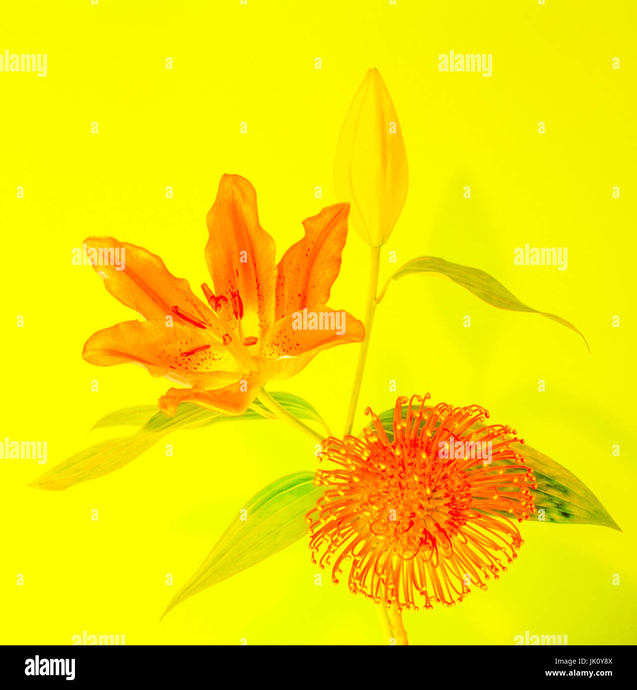 'lily blossom with bud and protea; yellow background. pinkish blossom of a lily with bud and protea; yellow baking drop.', lilienbluete mit knospen un Stock Photo