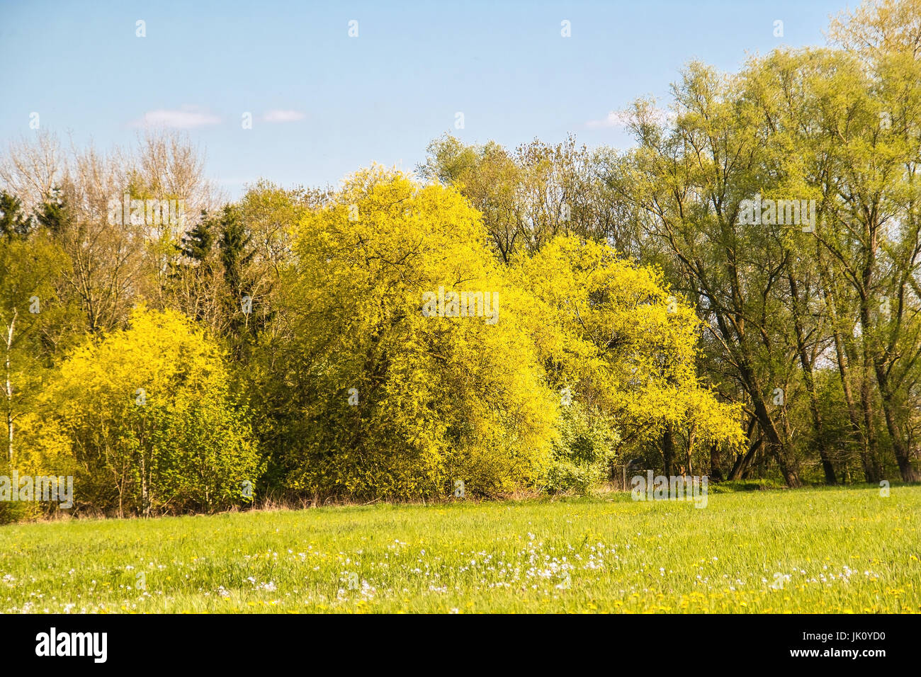 silver pastures (salix alba) in full May blossom in protected auwiese, existed with seldom become chess board flowers, silberweiden (salix alba) in vo Stock Photo