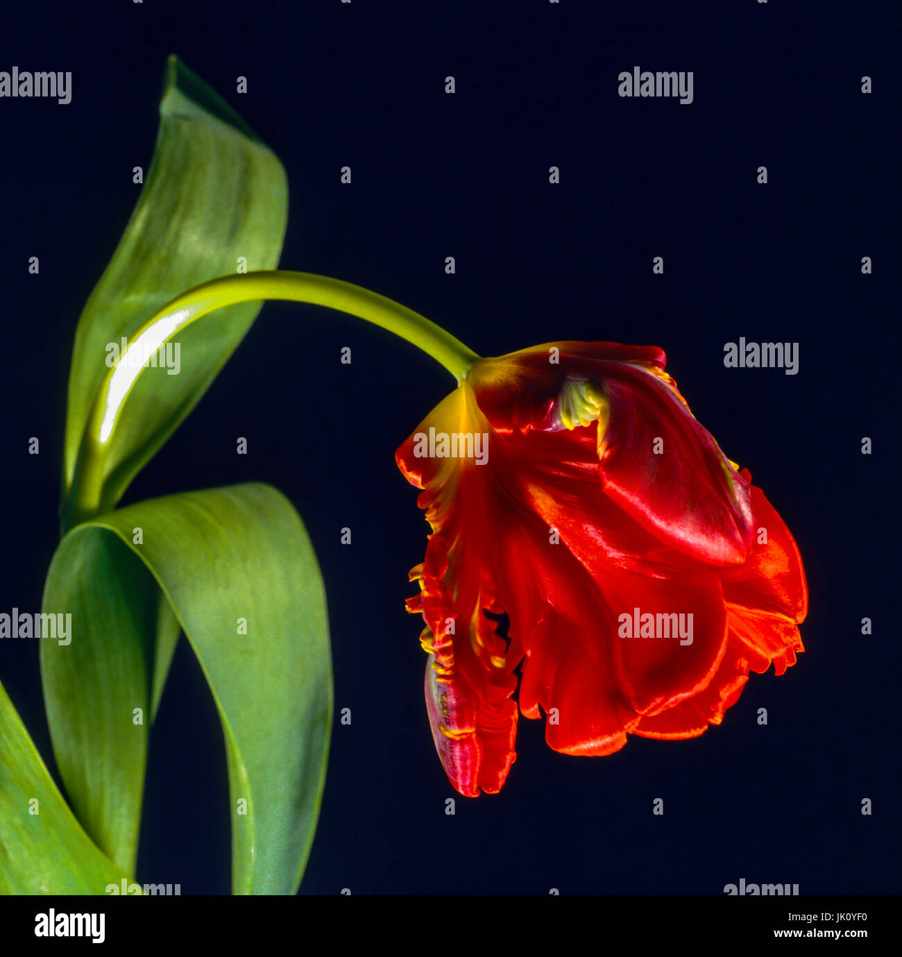 'red tulip with flower head inclined to the right; dark background. red tulip with head pointing downwards to the right; dark baking drop.', rote tulp Stock Photo