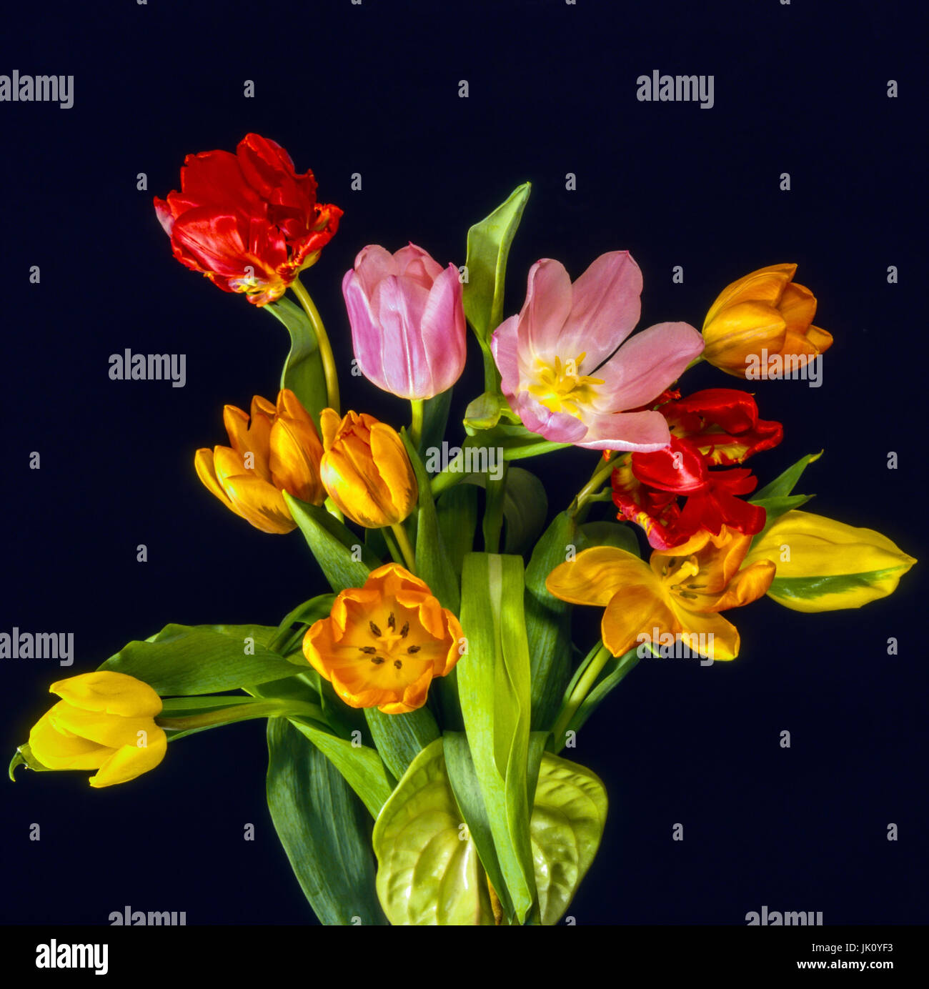'mixed-coloured tulip bunch with tulip sheets and anthurie; dark background. mixed coloured bouquet of tulips and anthurium; dark baking drop.', gemis Stock Photo
