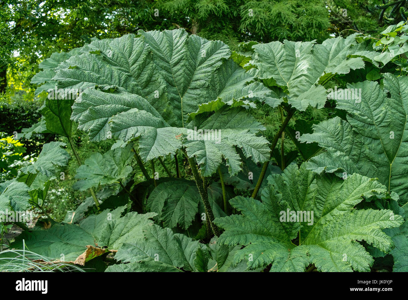 wide sheets of a MAMMOTH'S SHEET. big leaves of the GUNNERA., grossflaechige blaetter eines MAMMUTBLATTS. big leaves of the GUNNERA. Stock Photo