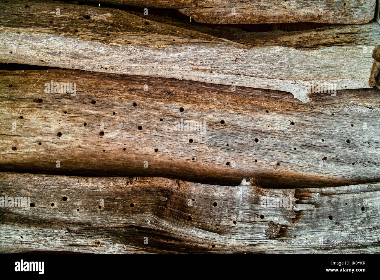 dead wood with bores as legehilfe lead insects. dead wood with holes, drilled for insects., totholz mit bohrloechern als legehilfe fuehr insekten. dea Stock Photo