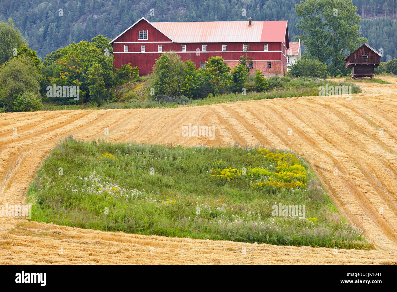 Norwegian traditional farm house and wheat field in the countryside