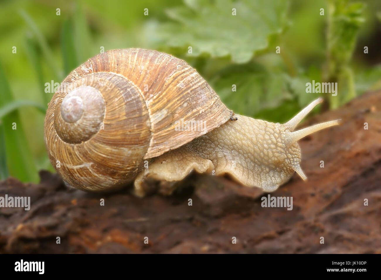 Edible snail i. Rhine meadow on the Lower Rhine, Weinbergschnecke i. Rheinaue am Niederrhein Stock Photo
