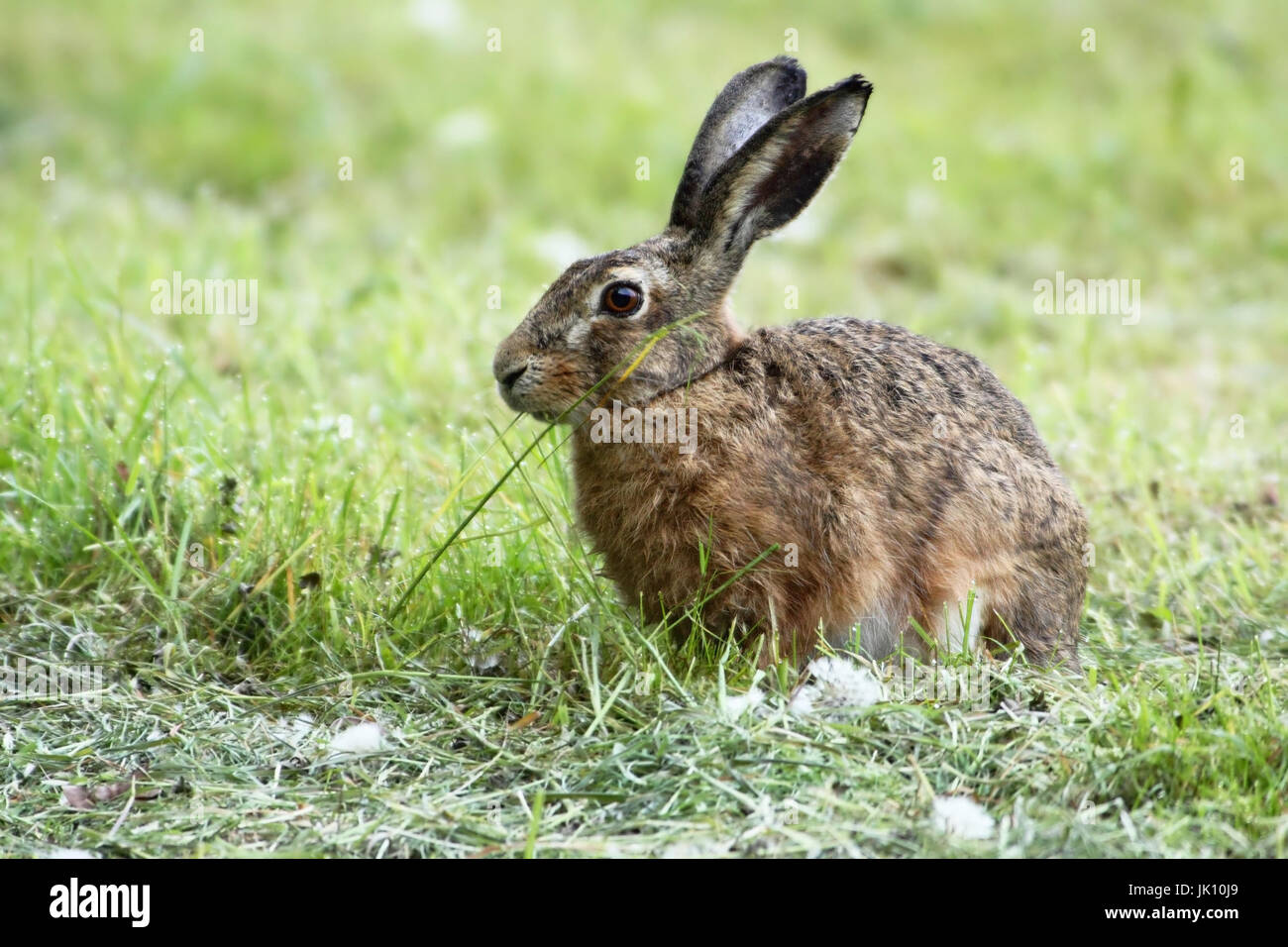Hare in the field with the feed search, Hase im Feld bei der Futtersuche Stock Photo