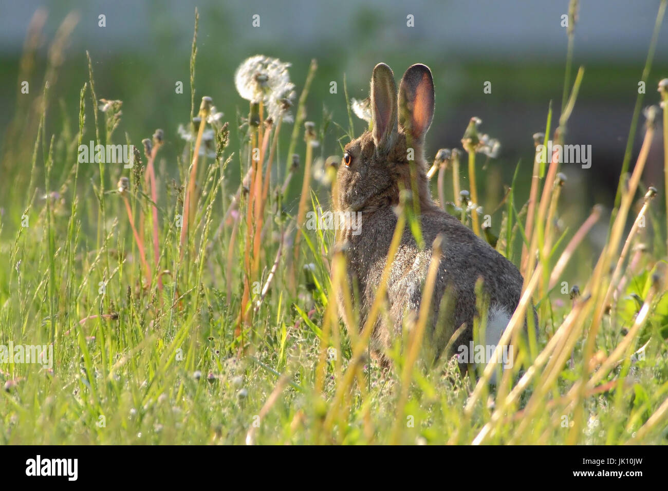 Hare in the field with the feed search, Hase im Feld bei der Futtersuche Stock Photo