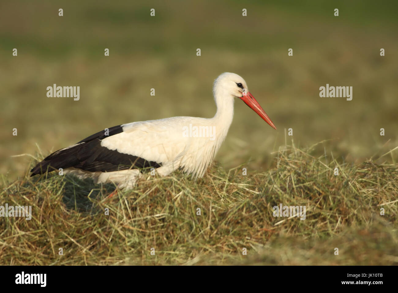 White stork on the Lower Rhine with the feed search, Weißstorch am Niederrhein bei der Futtersuche Stock Photo
