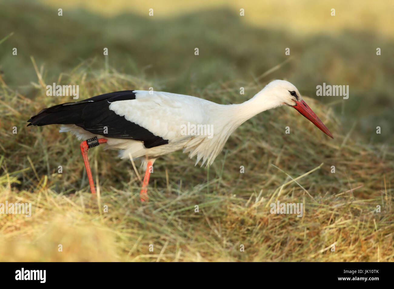 White stork on the Lower Rhine with the feed search, Weißstorch am Niederrhein bei der Futtersuche Stock Photo