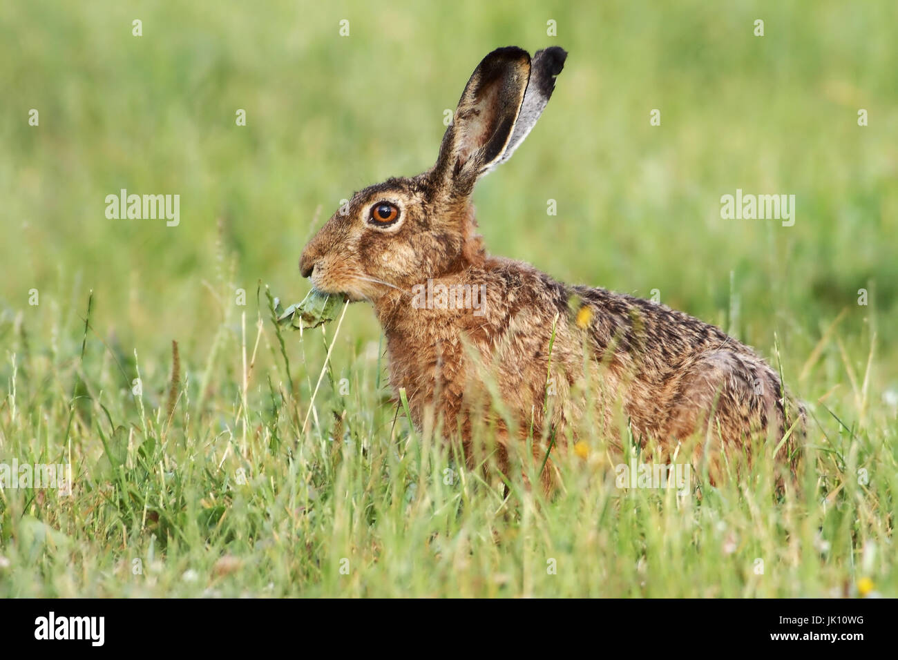 Hare in the field on the Lower Rhine, Hase im Feld am Niederrhein Stock Photo