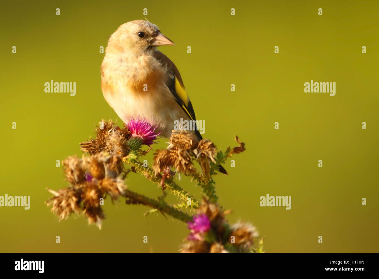 Goldfinch on a fallow site., Stieglitz auf einer Brachfläche. Stock Photo