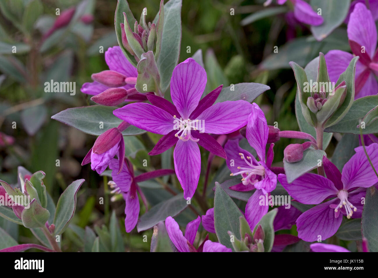 Arctic Riverbeauty (Epilobium latifolium) Stock Photo