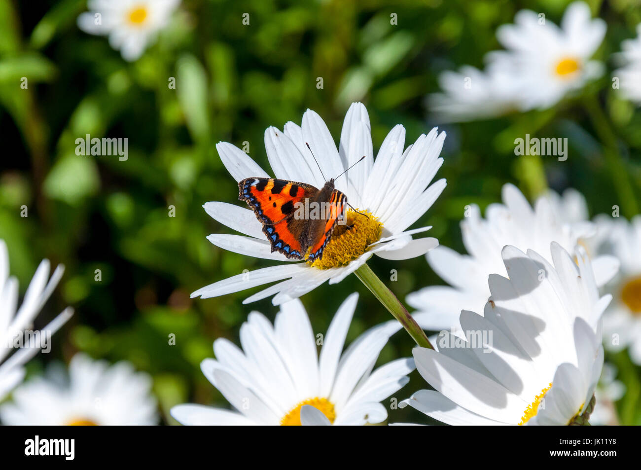 A small tortoiseshell butterfly, family Nymphalidae, Scientific name Aglais urticae alights on a ginat daisy flower Stock Photo