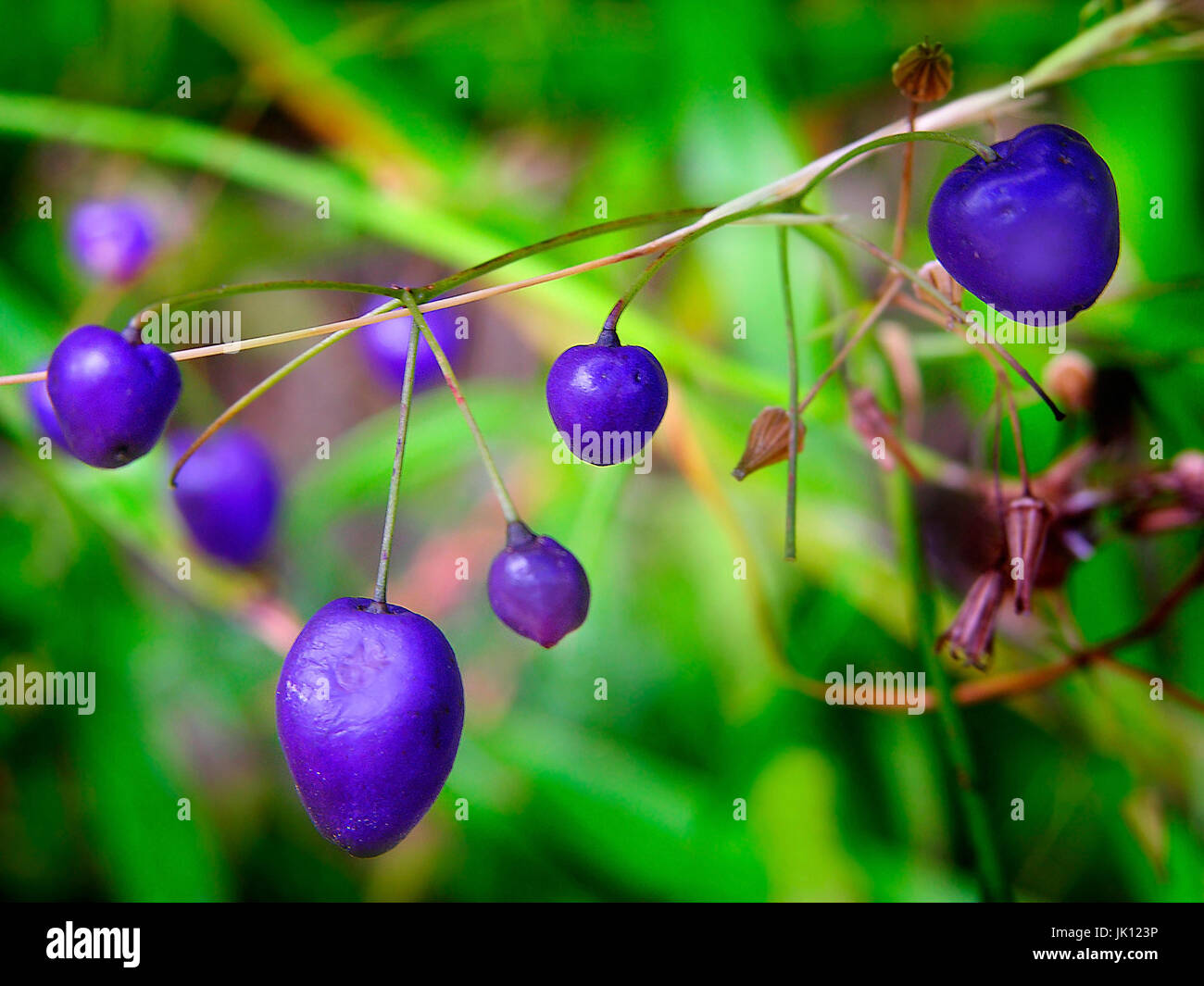 Blaue beeren hires stock photography and images Alamy