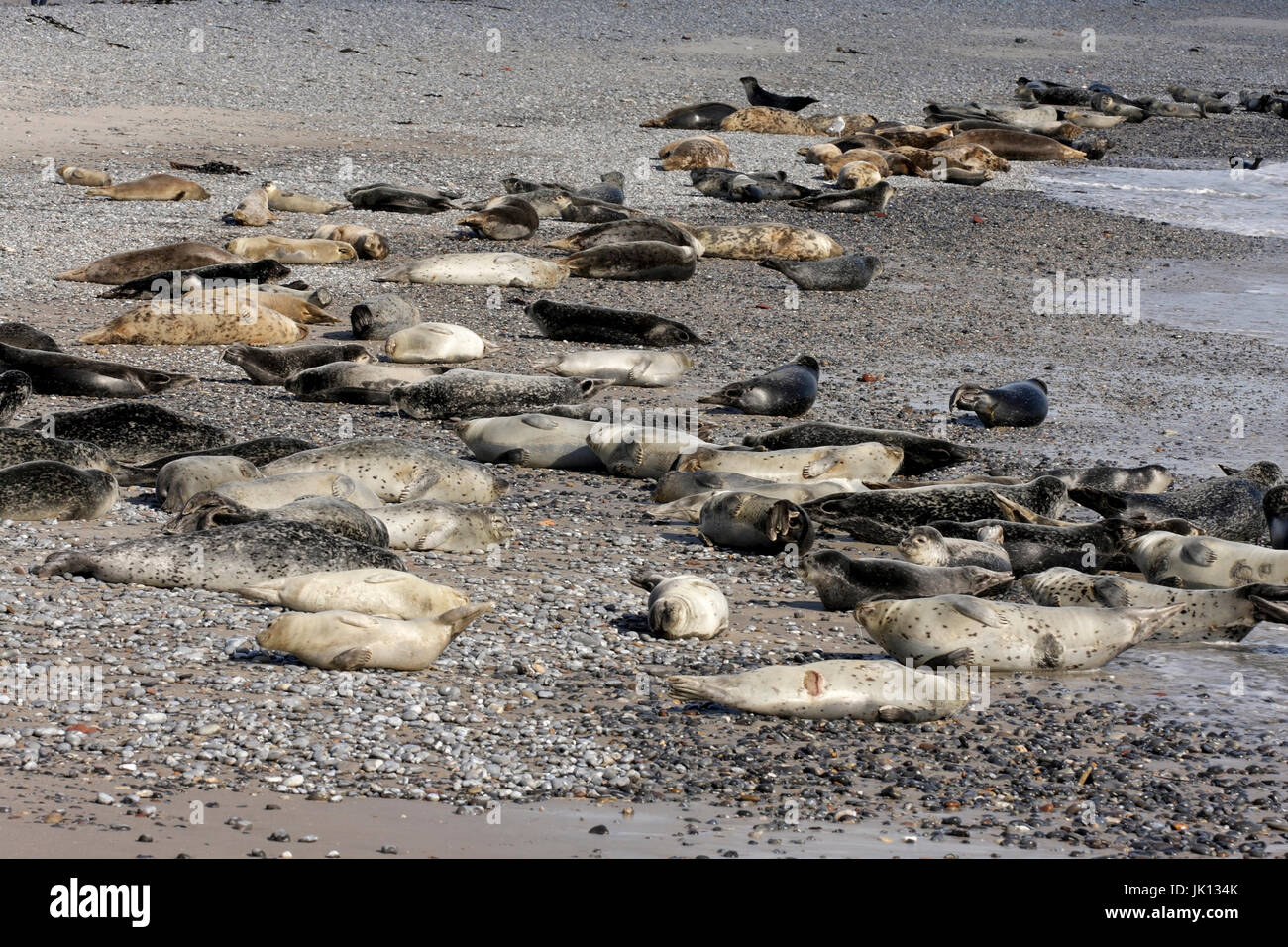 To seal phoca vitulina rest on the beach, Seehunde (phoca vitulina) ruhen am Strand Stock Photo
