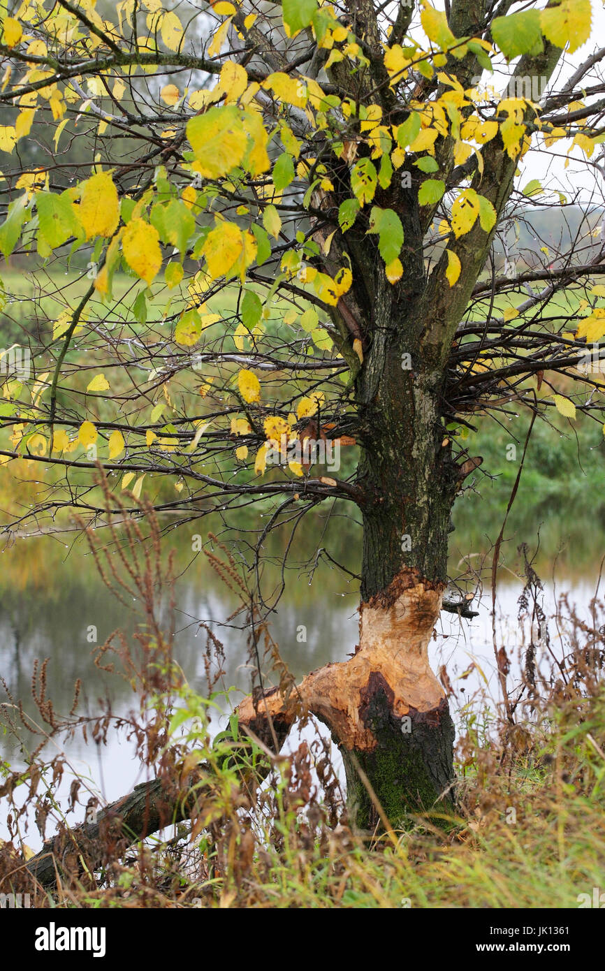 Elbe beaver gnaws at tree, Elbebiber nagt an Baum Stock Photo
