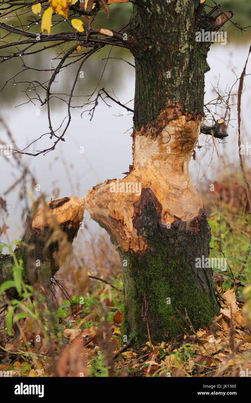 Elbe beaver gnaws at tree, Elbebiber nagt an Baum Stock Photo