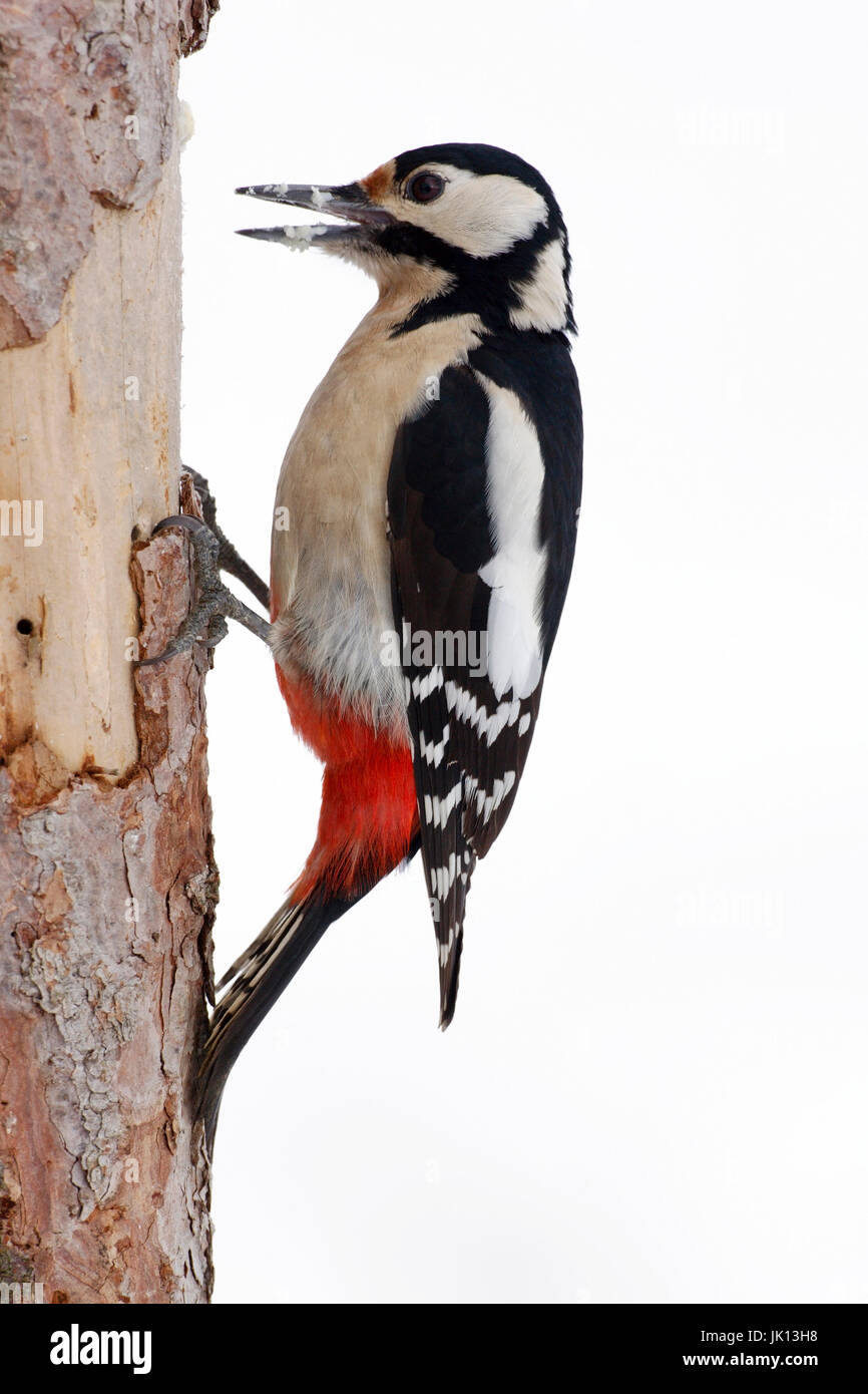 Spotted woodpecker picoides major, Buntspecht (picoides major) Stock Photo