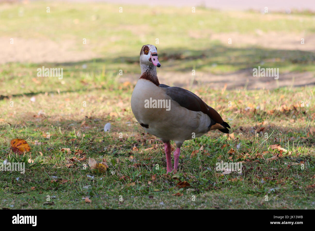 Egyptian goose on Grass - Alopochen aegyptiacus Stock Photo